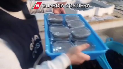 Bari: 1000 ricci di mare rigettati in mare, scoperti anche 40 kg di bianchetto pescati illegalmente
