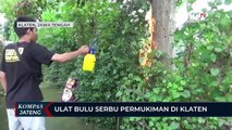 Ribuan Ulat Bulu Serbu Permukiman Warga di Klaten