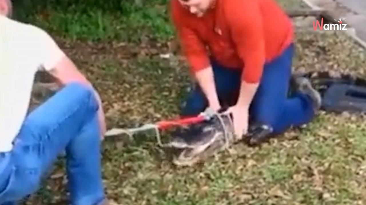 11-Jährige sucht ihre Katze und öffnet den Gully: Dann schreit sie ganz laut vor Panik!