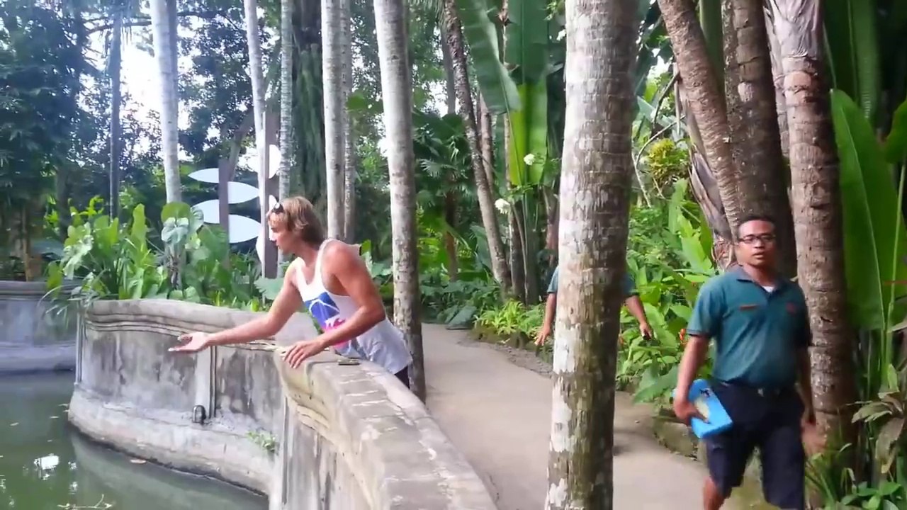 Clever Orangutan Makes a Fair Trade With Human