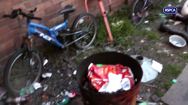 RSPCA Cymru inspectors find two neglected dogs in puppy farming investigation