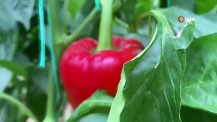 Antalya'da Kaliforniya Biberi Üretimiyle Ekonomiye Katkı 🌶️