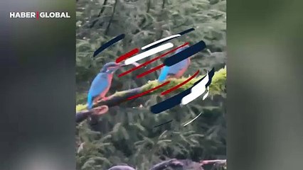 Eşine kızgın kuşun görüntüleri sosyal medyada gündem oldu: "Tuttuğu balığı bile yemedi"