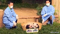 La Cina rimander? in Europa e Stati Uniti esemplari di panda gigante