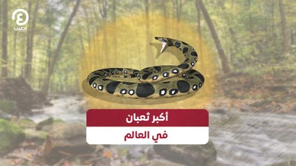 أكبر ثعبان في العالم