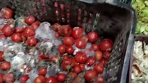 مصالح أمن دائرة البوني تحجز 172 كلغ من الطماطم المتعفنة المستعملة في تحضير البيتزا