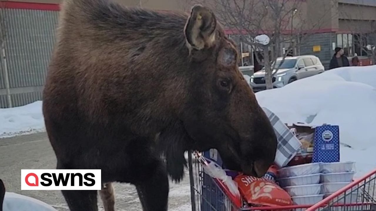 Elch versucht, Lebensmittel aus dem Einkaufswagen zu stehlen