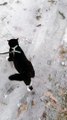 Leashed Cat Has Slippery Walk