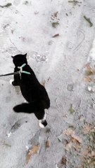 Leashed Cat Has Slippery Walk