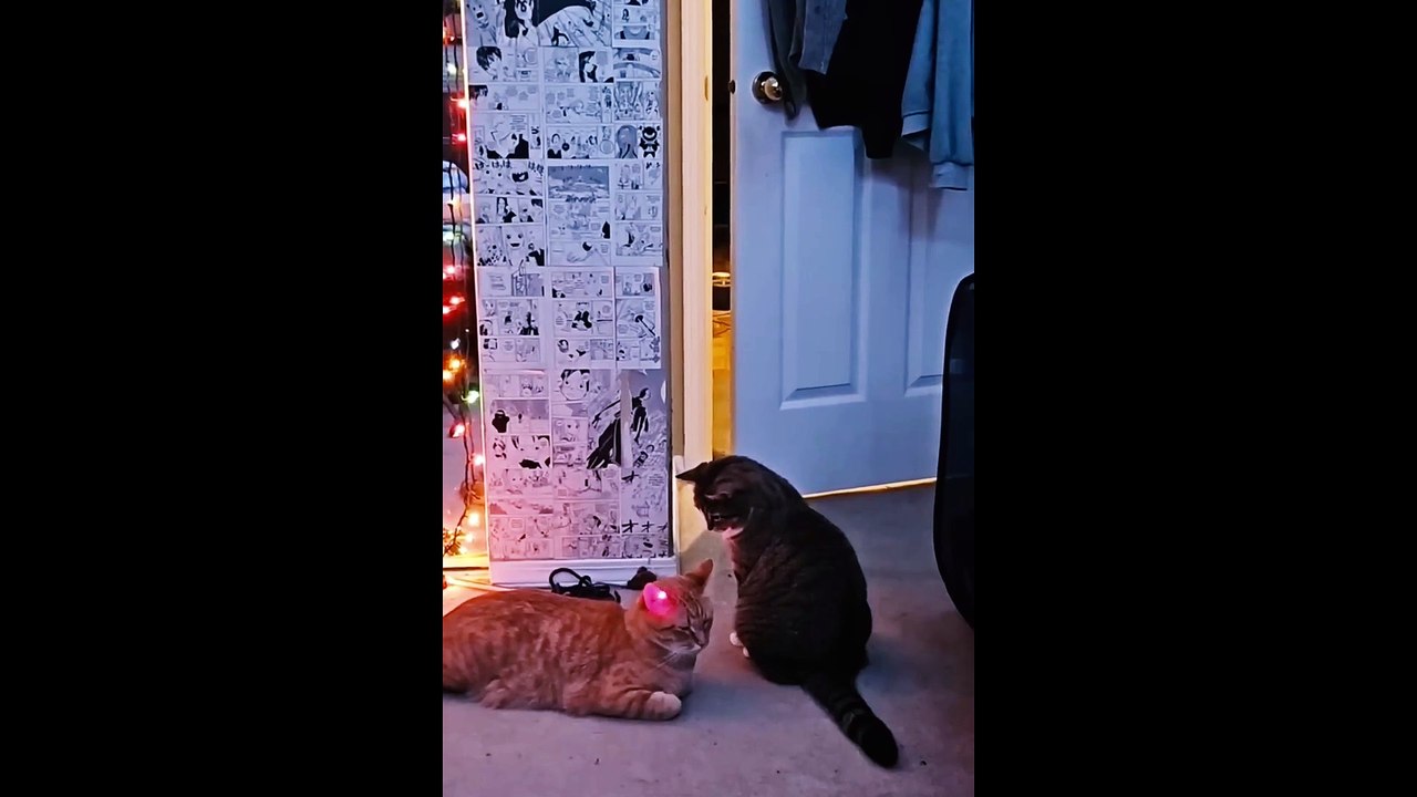 adorale kittens pt 2 mp4