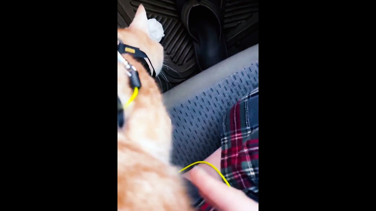 adorable cat part 5