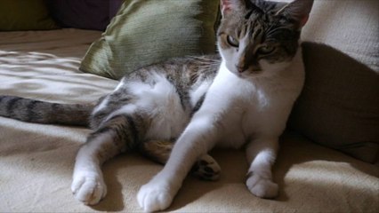 Les experts expliquent pourquoi les chats se frottent à leurs maîtres