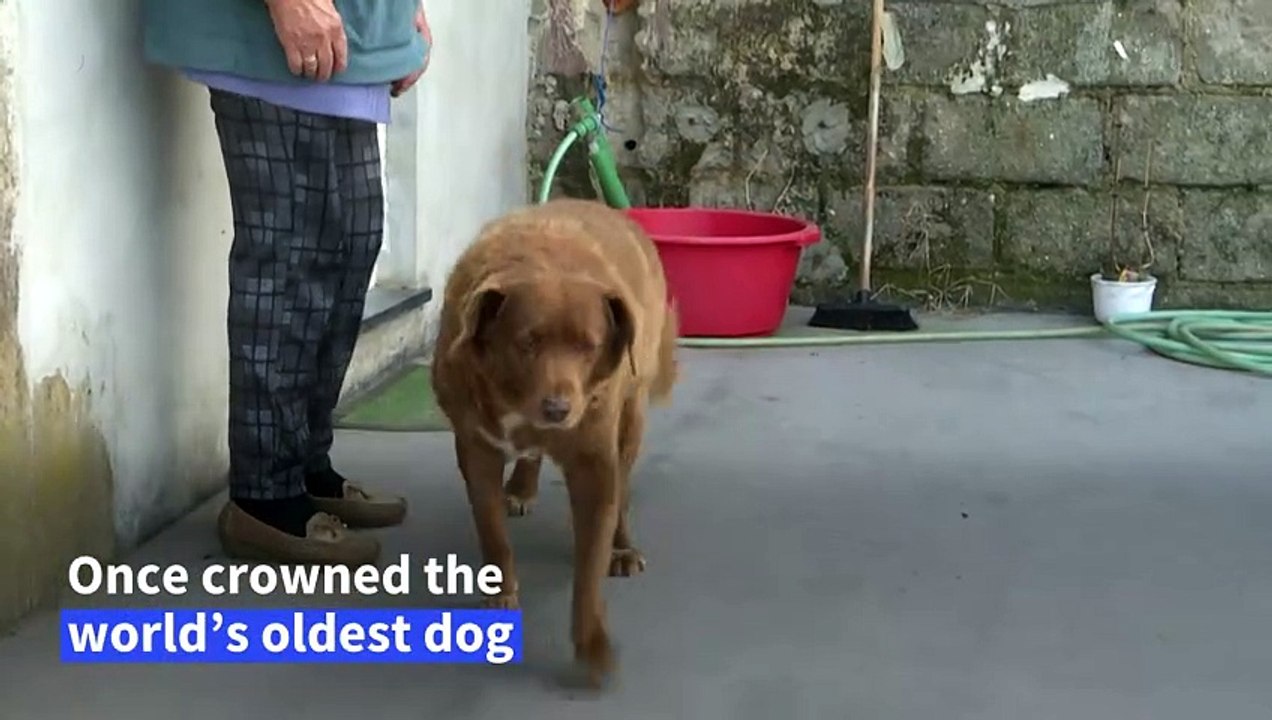 Portugal's Bobi loses oldest dog title