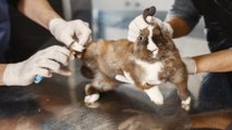 Nueva ley chilena prohíbe experimentos de animales