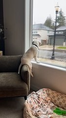 Lab Puppy Perches On Armchair In Window