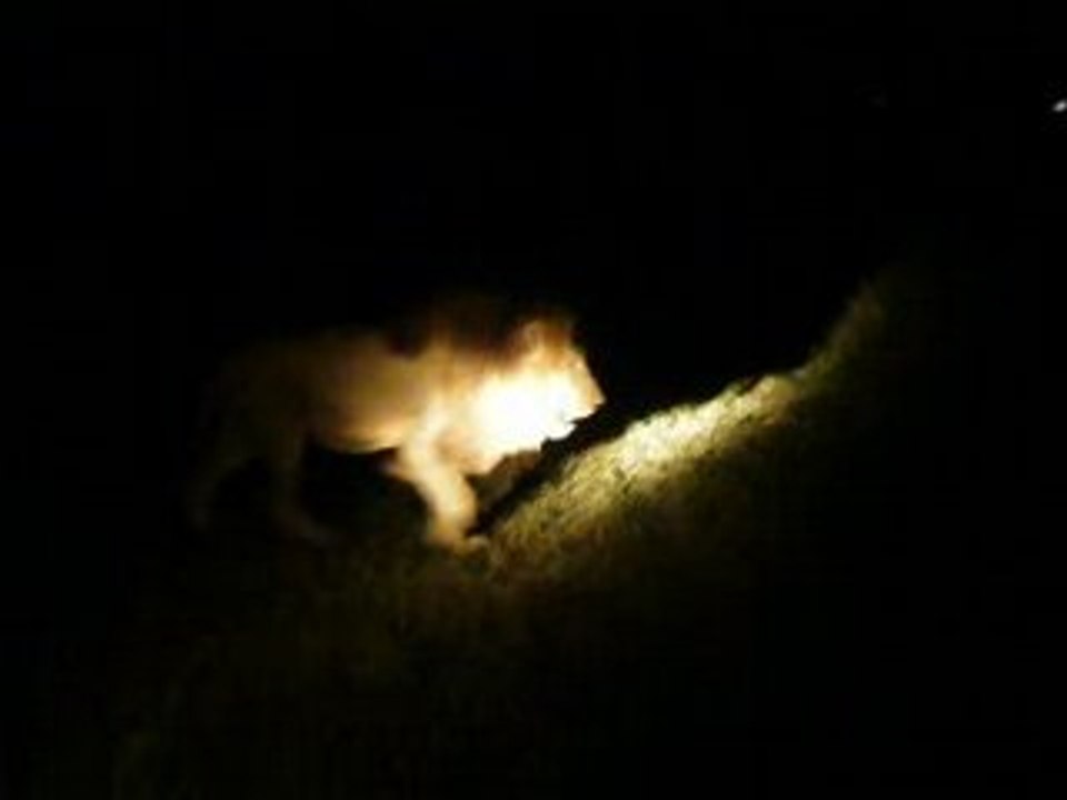 Lion