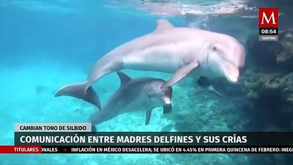 Madres delfines usan lenguaje "infantil" con sus crías, revela estudio de Universidad en Escocia