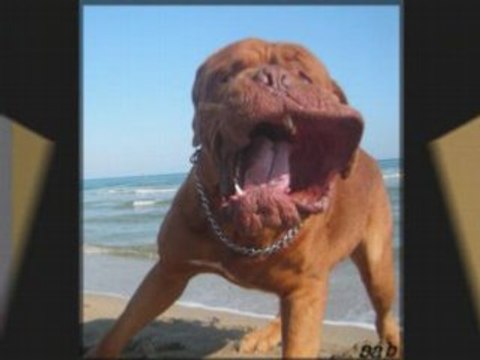 Concours forum molosse