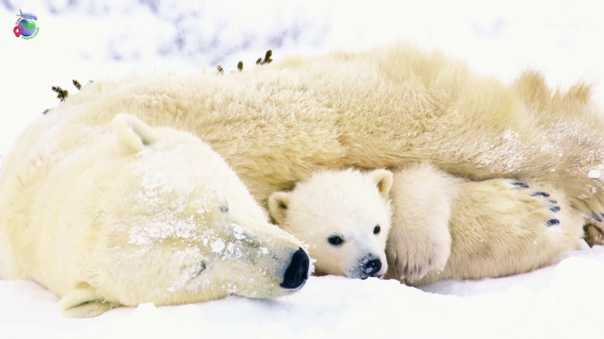 ⁣Snow Animals Amazing Scenes in 4k - Wild Animals - Animals 4k