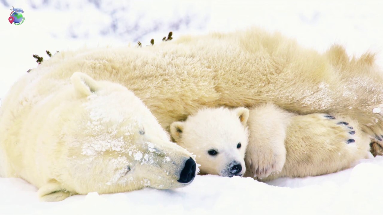 Snow Animals Amazing Scenes in 4k - Wild Animals - Animals 4k