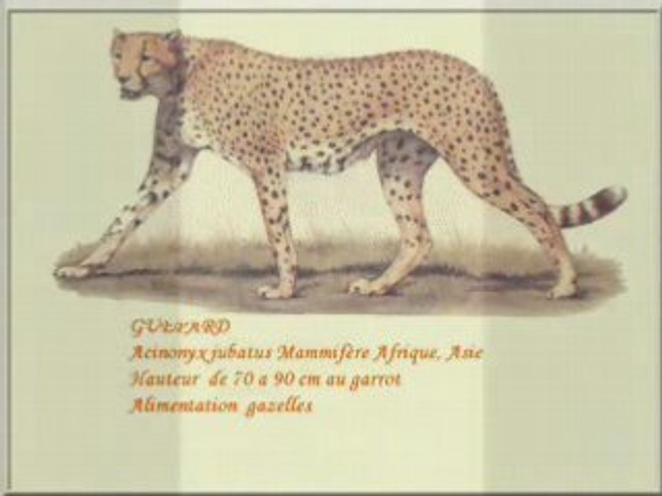 animaux cotes marines deserts steppes fleuves  lacs