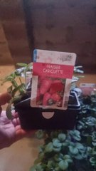 Mon Potager #15 : Je plante des fraisiers ! (Exclusivité Dailymotion)