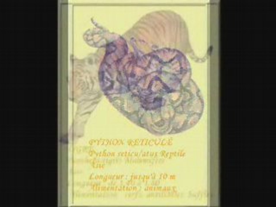 animaux forets temperees forets tropicales  mers