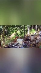 Aedes aegypti em lata de tinta e lixo jogado em terreno baldio de Blumenau
