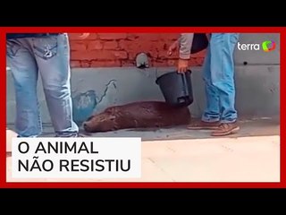 Moradores ajudam a refrescar capivara que se arrastava por ruas no MS