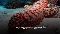 خيار البحر فوائده وطرق طهيه