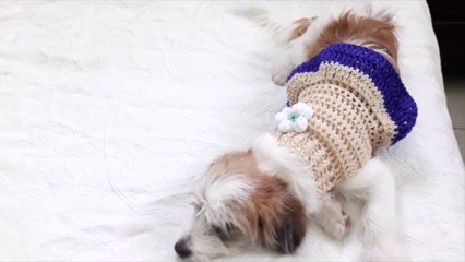 Crochet vestido para perrito - crochet dress dog and cat