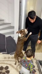 Babası tarafından yalandan azarlanan ufaklığın köpek dostu tarafından korunması 