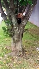 Tamanduá-de-colete aparece em área urbana de SC; "devido a perda do habitat"