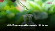 فوائد زيت شجرة الشاي للشعر