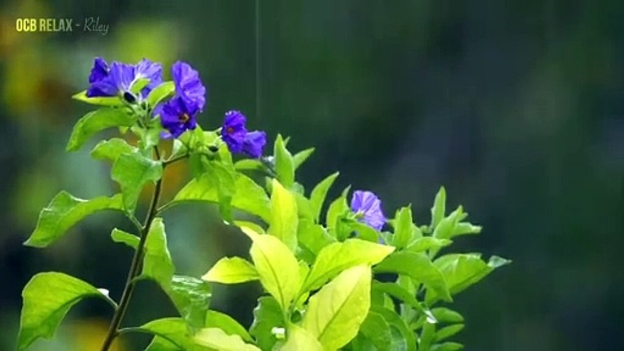 Rain Sounds & Relaxing Music 24_7 - Piano Music, Sleep, Study, Yoga, Stress Relief, Meditation