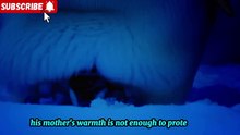 Baby Penguin Must Find Mother Before Freezing