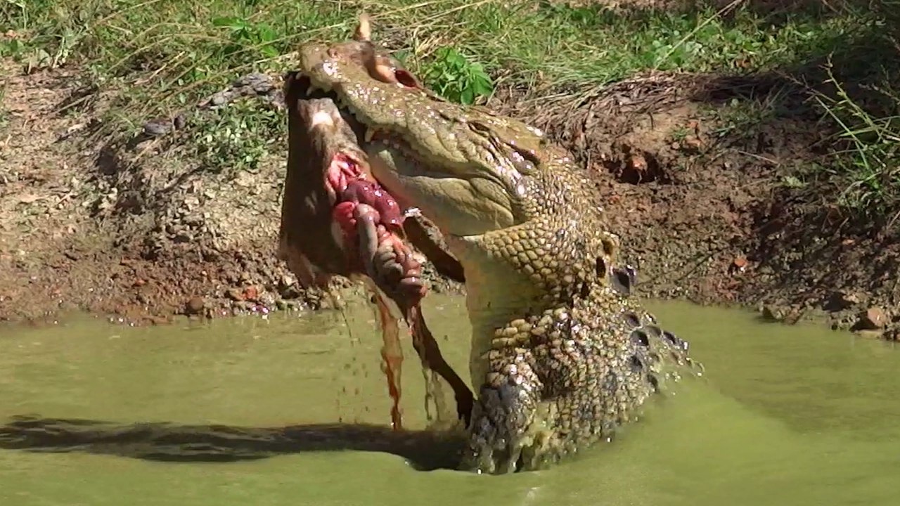 NT home for sale - with crocs, mangoes and a ghost | Katherine Times | February 23, 2024