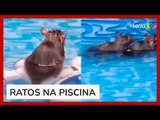 Mulher flagra ratos se refrescando em piscina de plástico