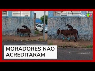 Cachorro é flagrado pegando 'carona' em cima de burro no interior de SP
