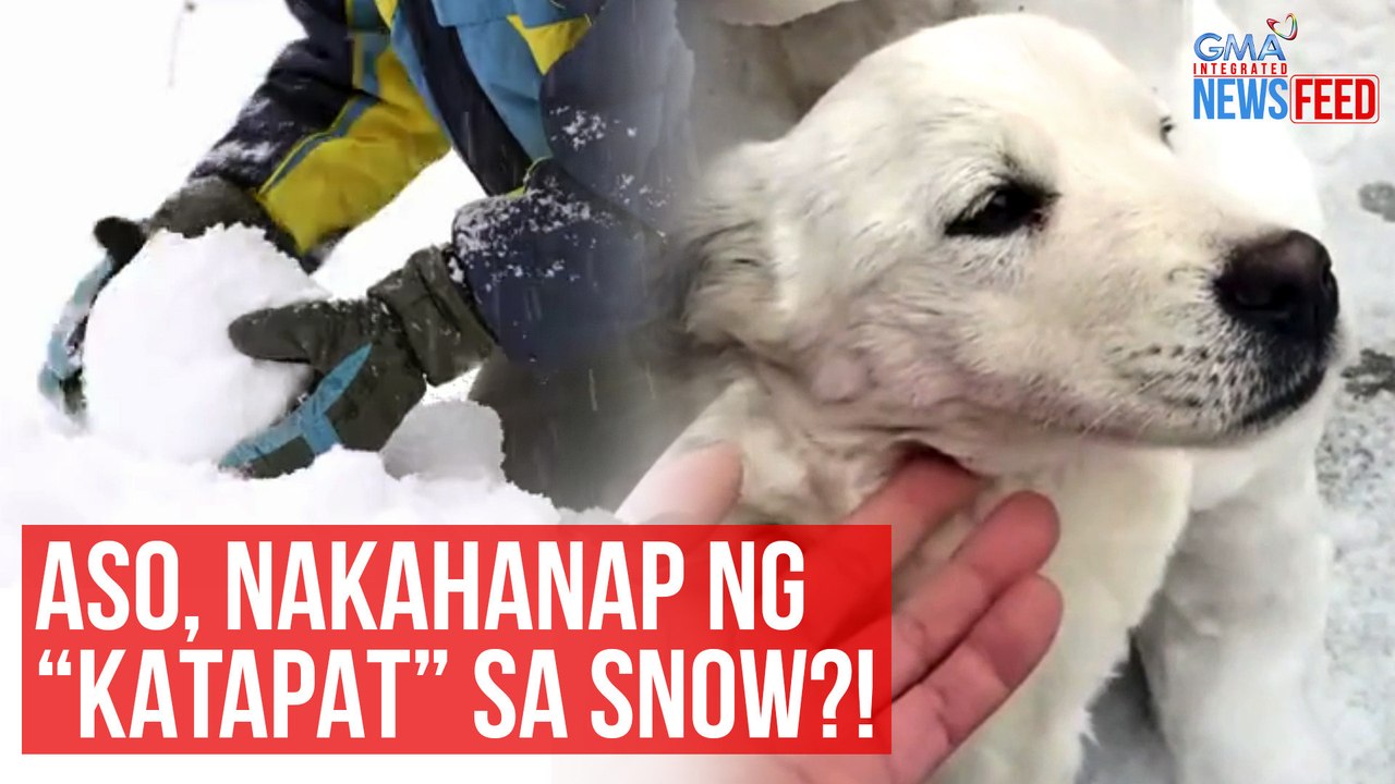 Aso, nakahanap ng “katapat” sa snow?! | GMA Integrated Newsfeed