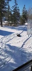 Dog Thoroughly Enjoys the Snow