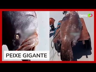 Peixe 'gigante' de 300 quilos é encontrado por pescadores no Pará