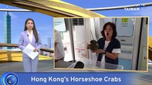 Hong Kong Researchers Launch Horseshoe Crab Study