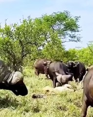 When The Plan Fails The Lion Falls Prey To The Feral Buffalo