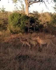 Young Cheetah Makes First Kill