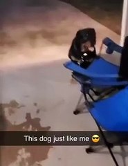 This dog just like me