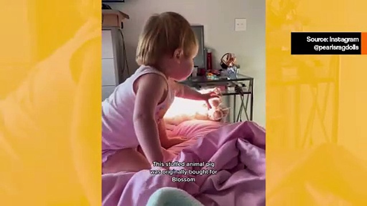 Söpö video: kissa ja vauva kamppailevat pehmolelusta