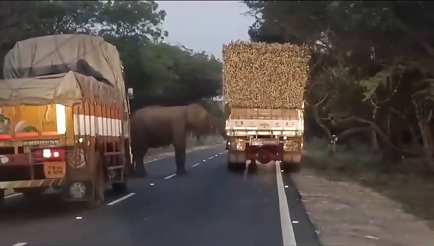 ஈரோட்டில் லாரியை வழிமறித்து கரும்புகளை ருசி பார்த்த காட்டு யானை; ஓட்டுநரை துரத்தி அட்ராசிட்டி