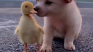 cute puppy & duckling friendship