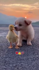 cute puppy & duckling friendship